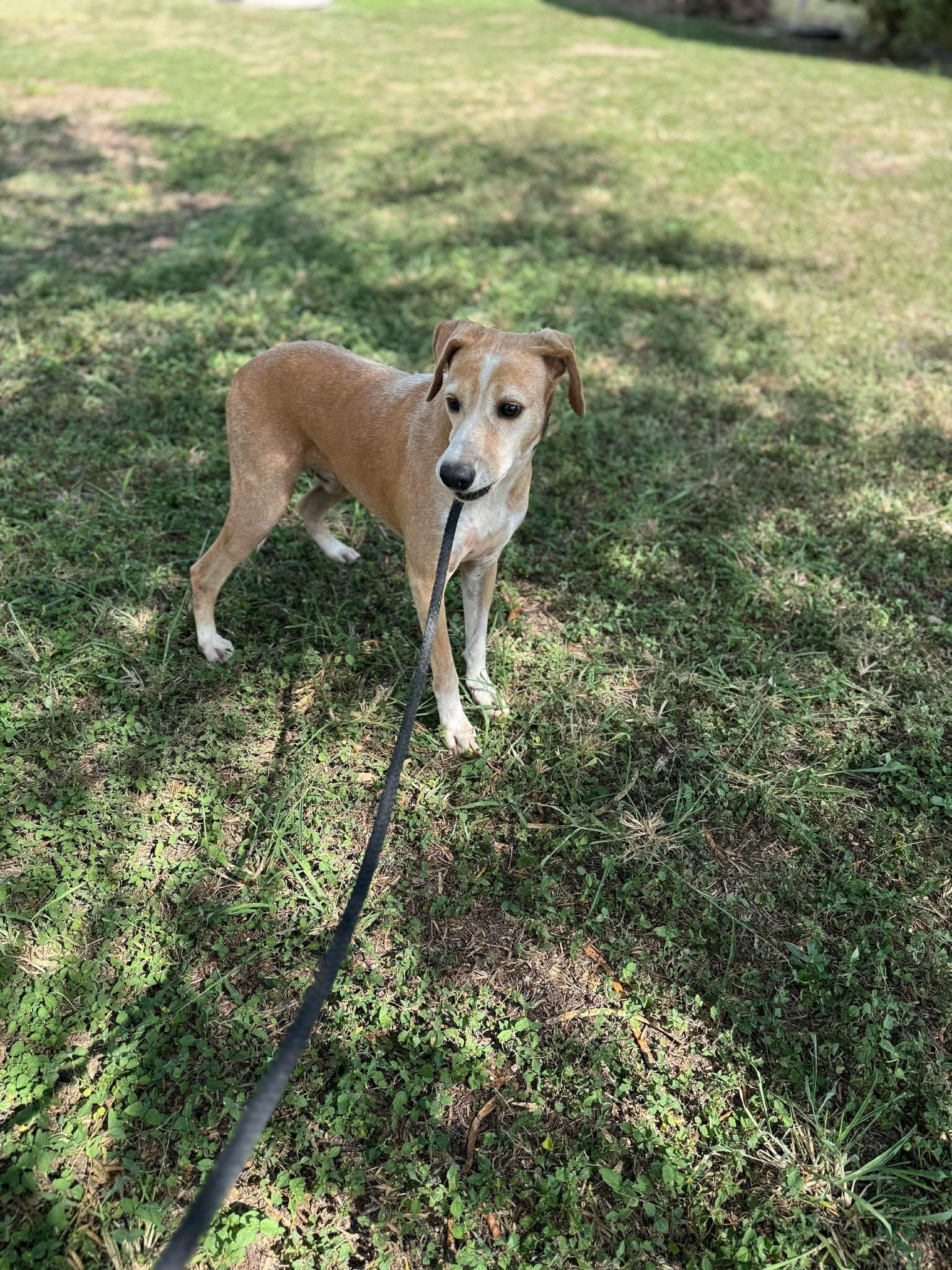 Brownie, a Adoptable mixed breed in Shillington, PA image 3/3