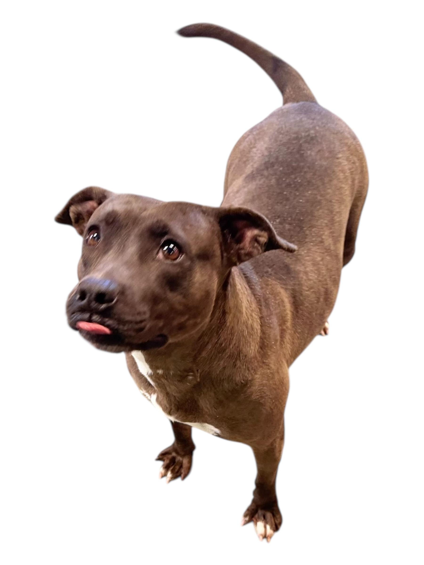 Enlarge Elowyn, a ADOPTABLE mixed breed in Troy, AL image 5/6