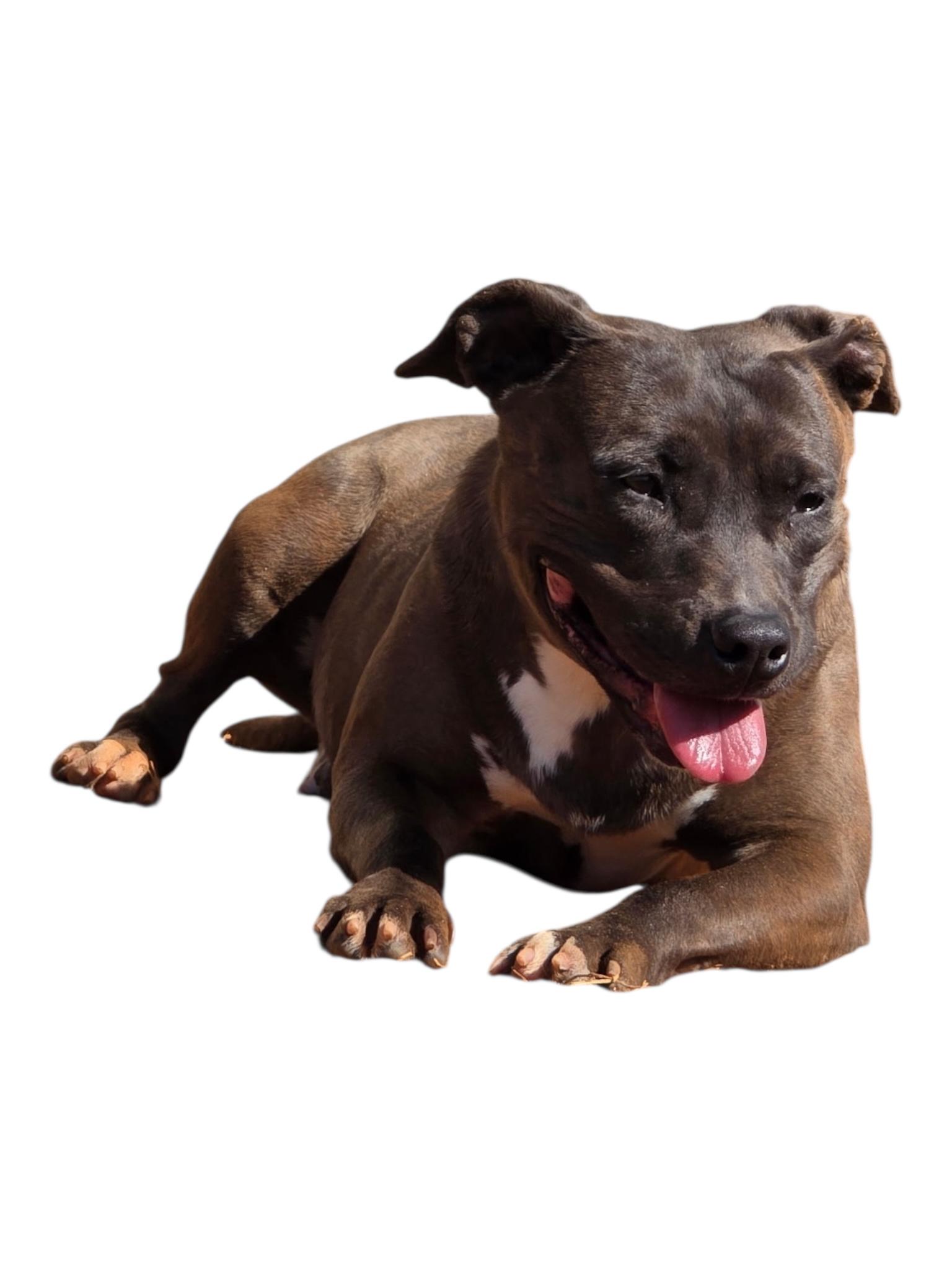 Enlarge Elowyn, a ADOPTABLE mixed breed in Troy, AL image 4/6