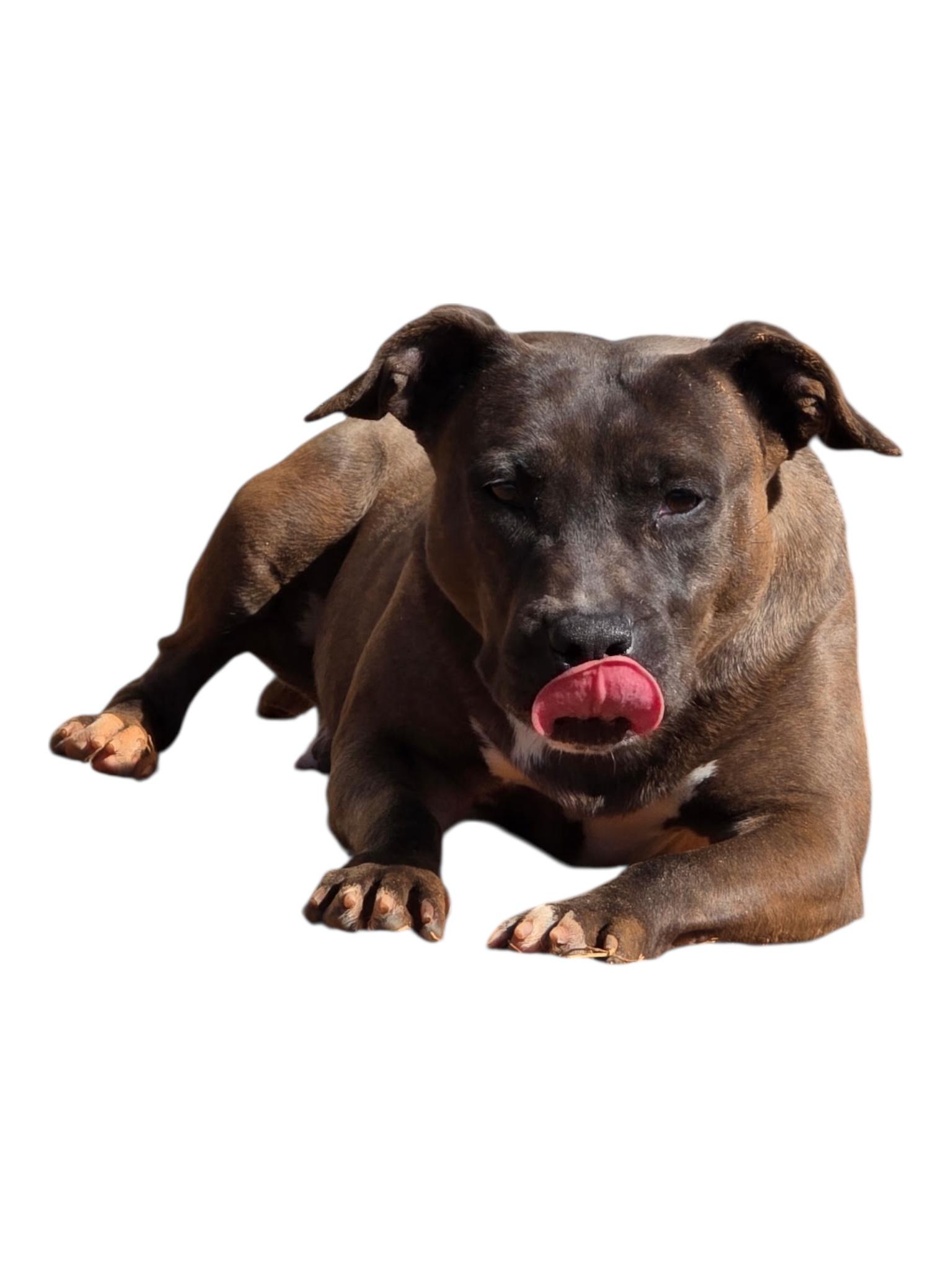 Enlarge Elowyn, a ADOPTABLE mixed breed in Troy, AL image 2/6