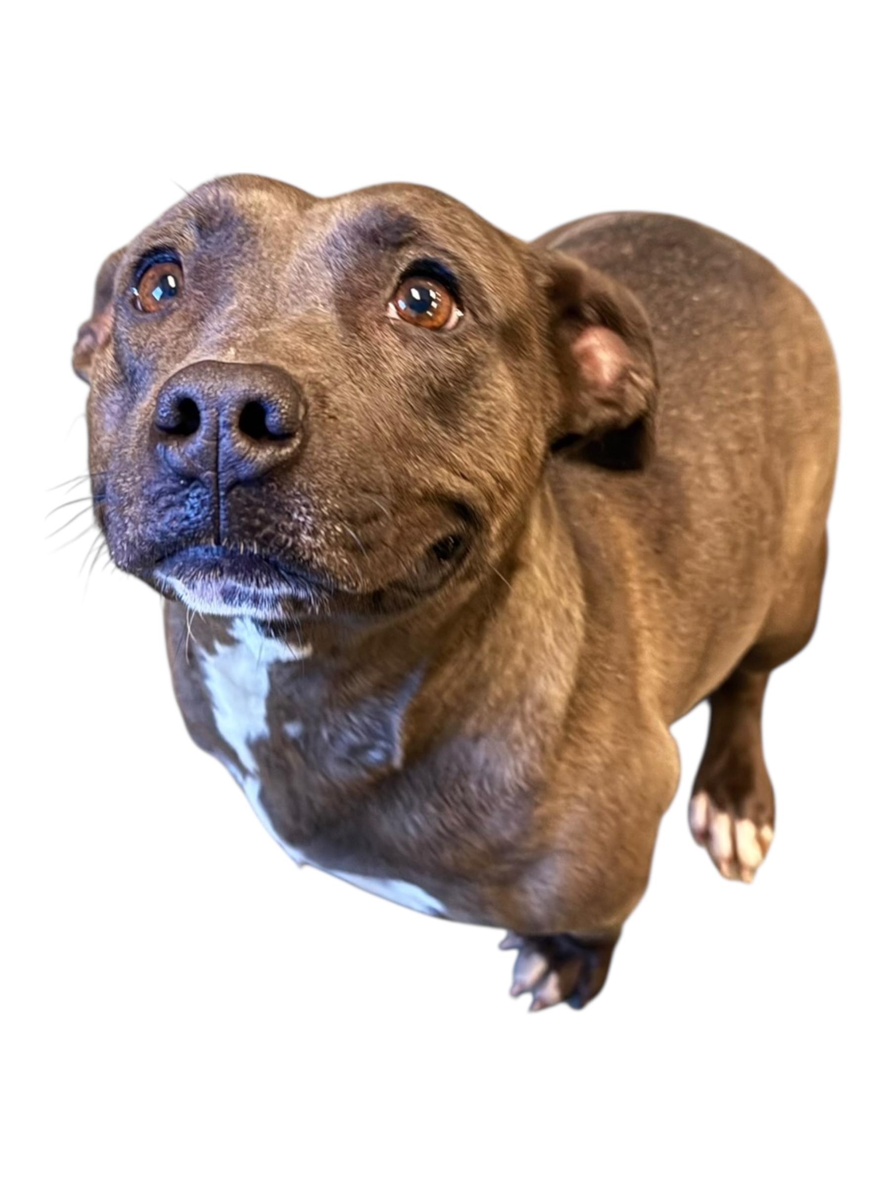 Elowyn, ADOPTABLE, Adult Female Bulldog.