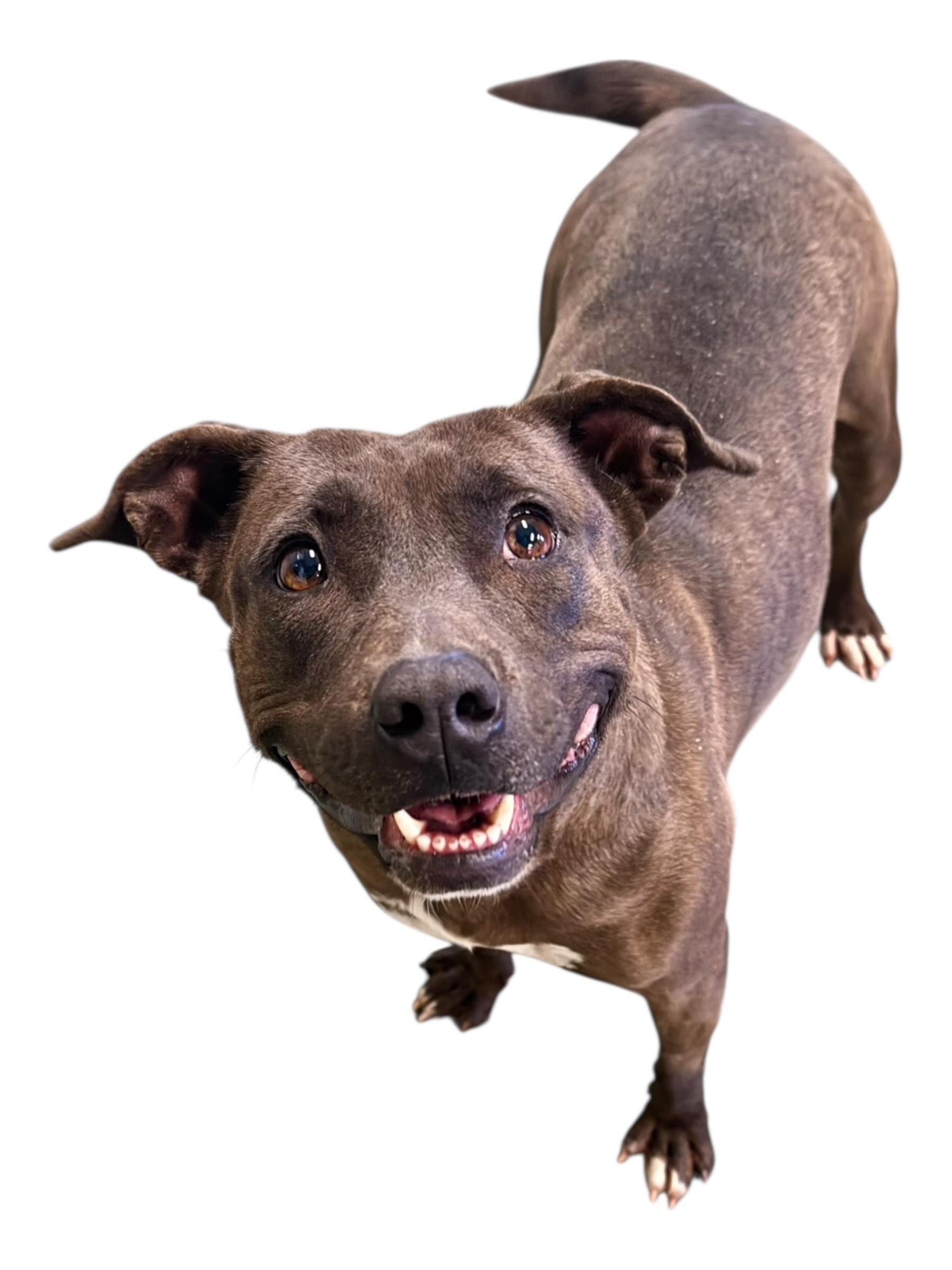 Enlarge Elowyn, a ADOPTABLE mixed breed in Troy, AL image 6/6