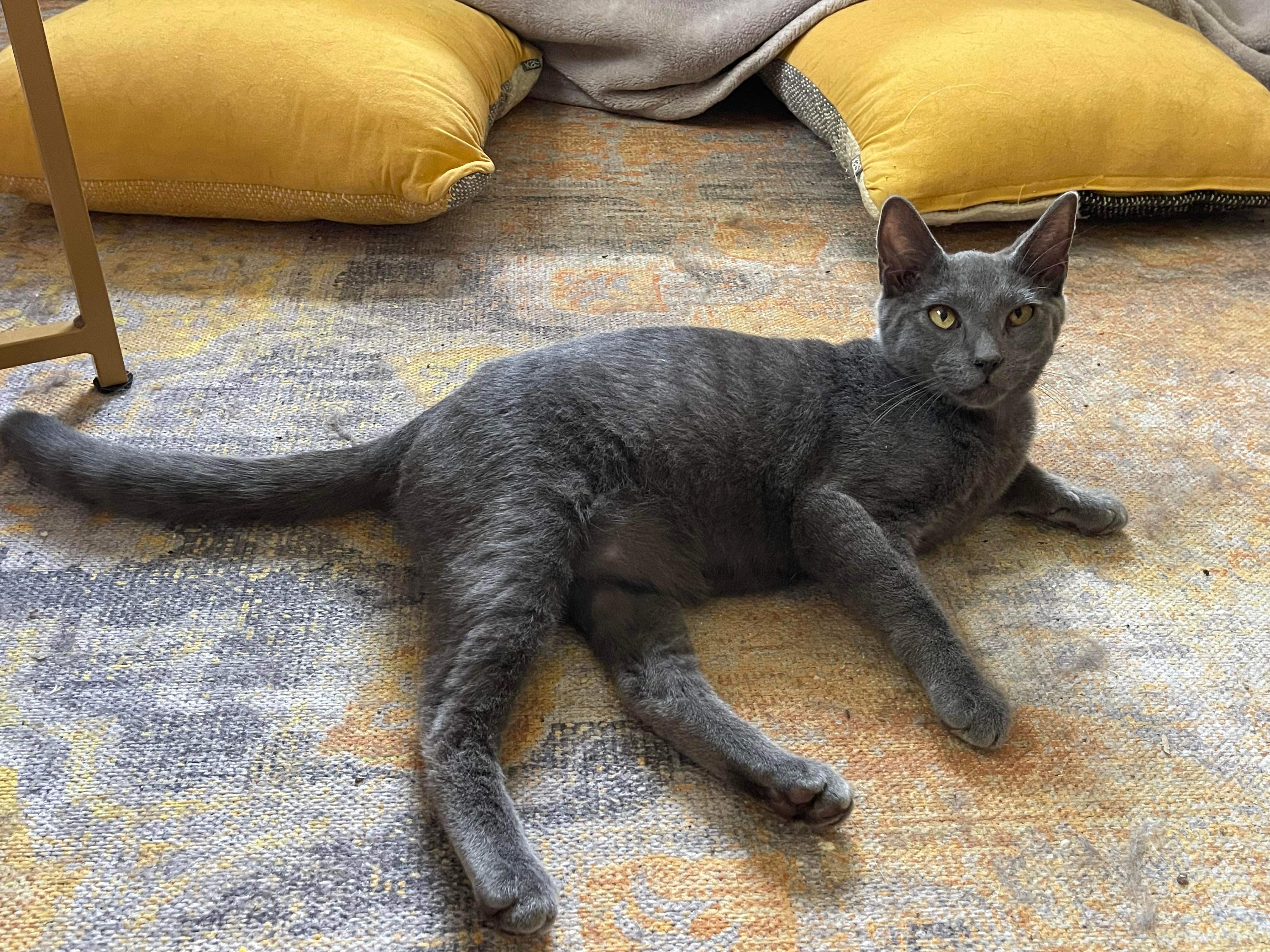Enlarge Froggy =^.^=, an adoptable Domestic Short Hair in Jacksonville, FL image 1/1