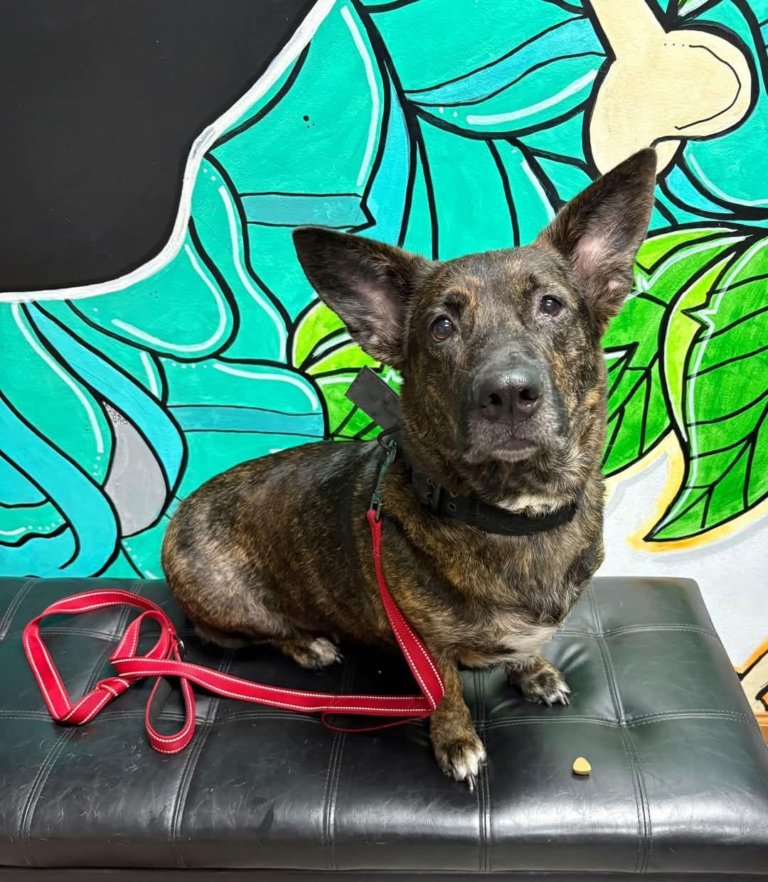 NOVA, Adoptable, Adult Female Corgi.