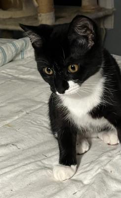 kyra, a ADOPTABLE mixed breed in Centreville, VA image 4/4