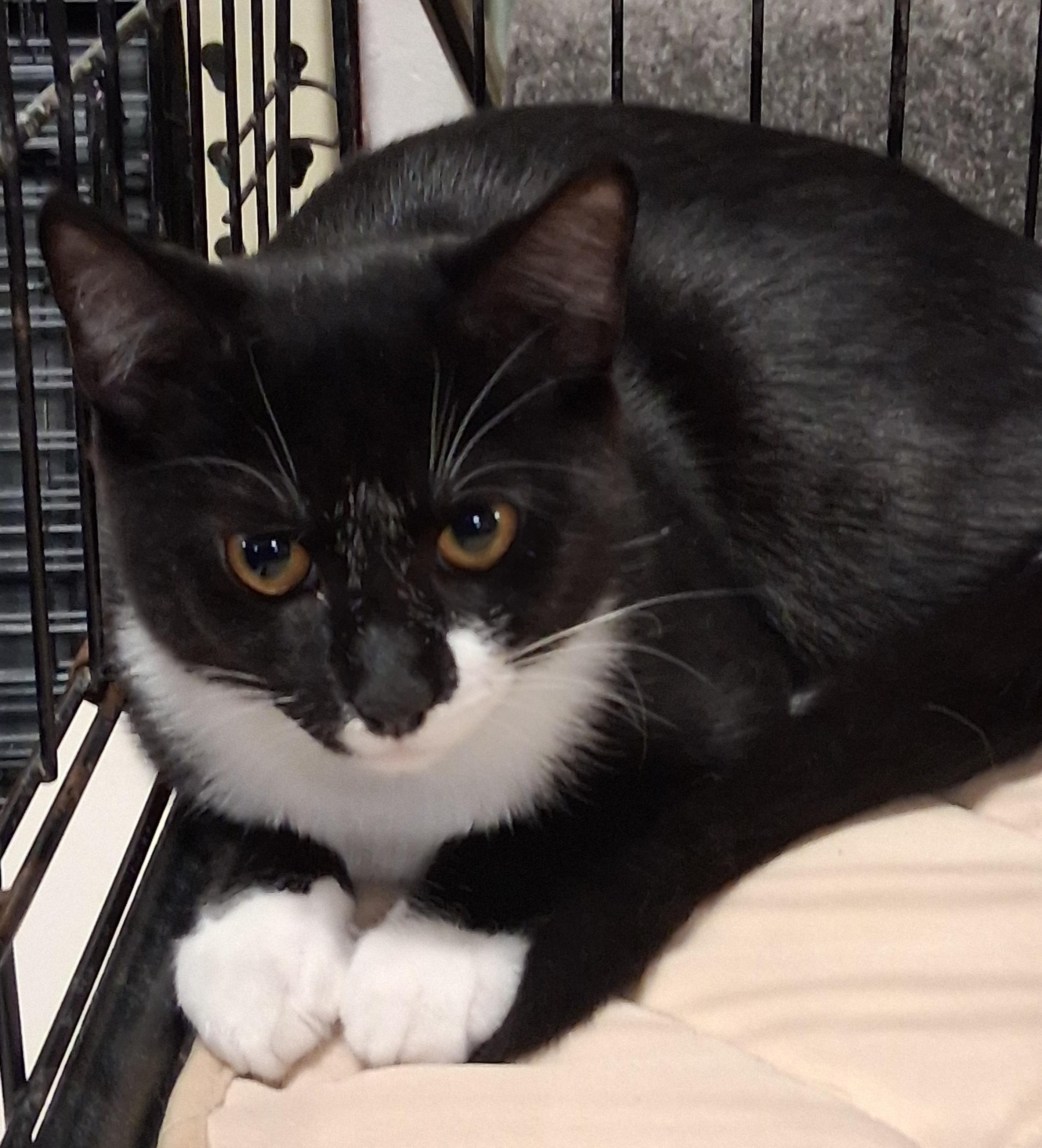 Kyra - holiday special, a ADOPTABLE mixed breed in Centreville, VA image 6/6