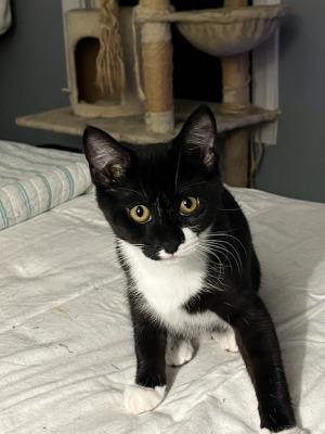 kyra, a ADOPTABLE mixed breed in Centreville, VA image 3/4