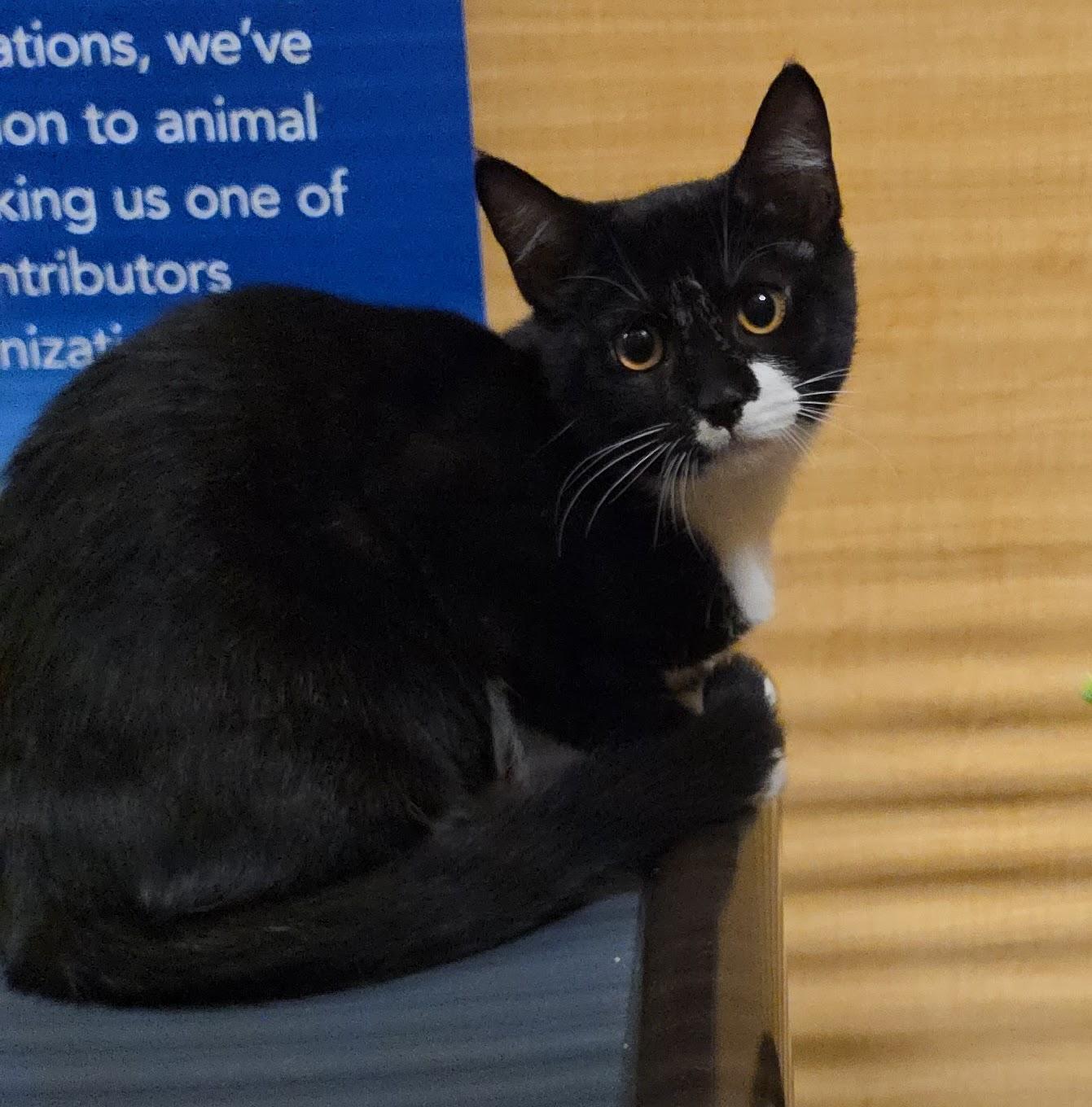 Enlarge Kyra, a ADOPTABLE mixed breed in Centreville, VA image 5/5