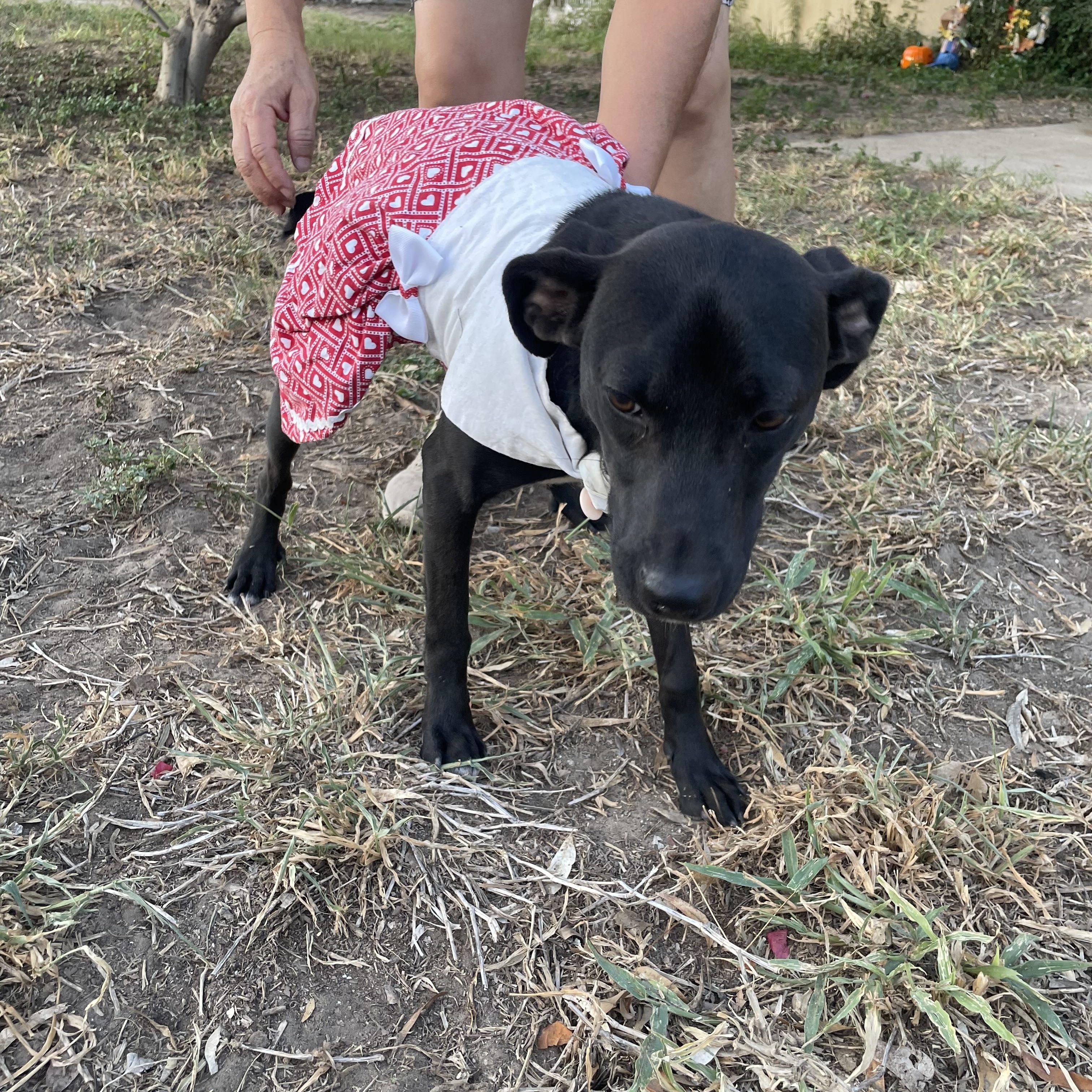 Enlarge Lluvia, a Adoptable mixed breed in Grove City, PA image 1/5