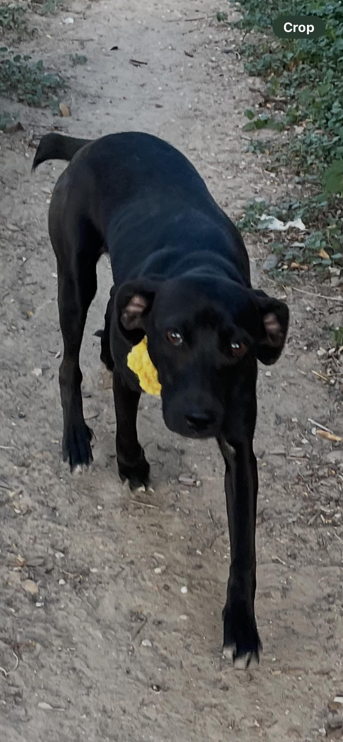 Enlarge Lluvia, a Adoptable mixed breed in Grove City, PA image 2/5