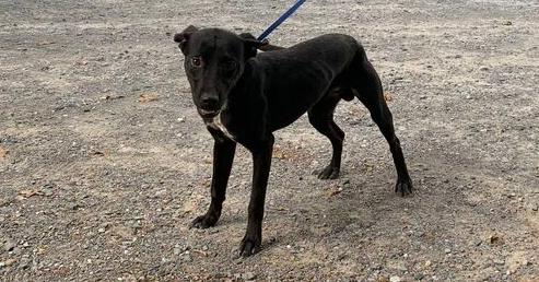 Rio, a Adopted mixed breed in Naperville, IL image 1/6