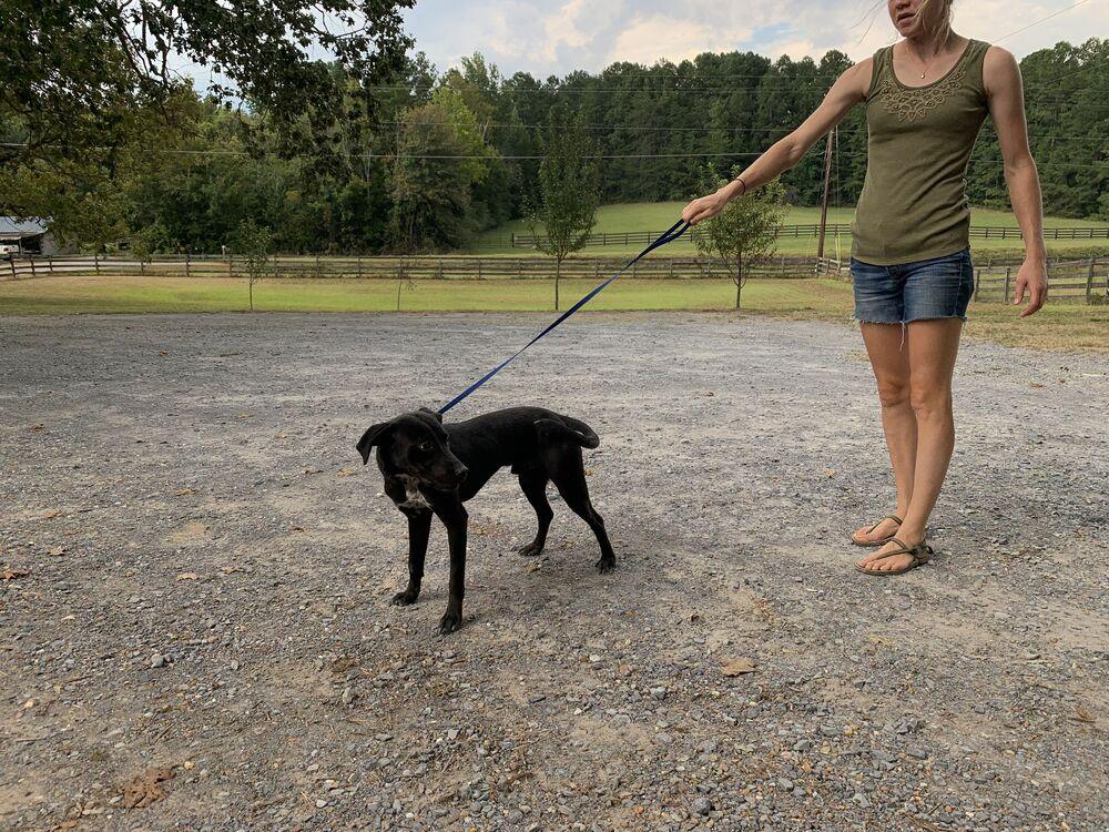 Rio, a Adopted mixed breed in Naperville, IL image 4/6