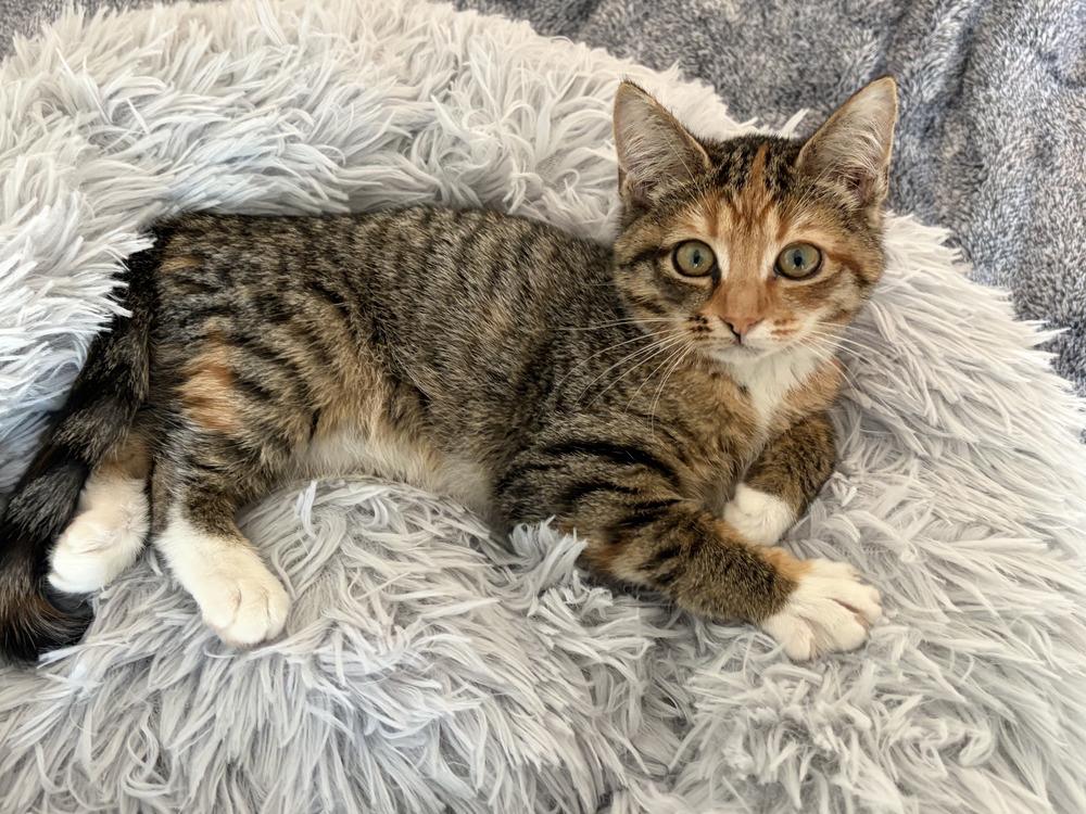 Lily, Adoptable, Kitten Female Domestic Short Hair.