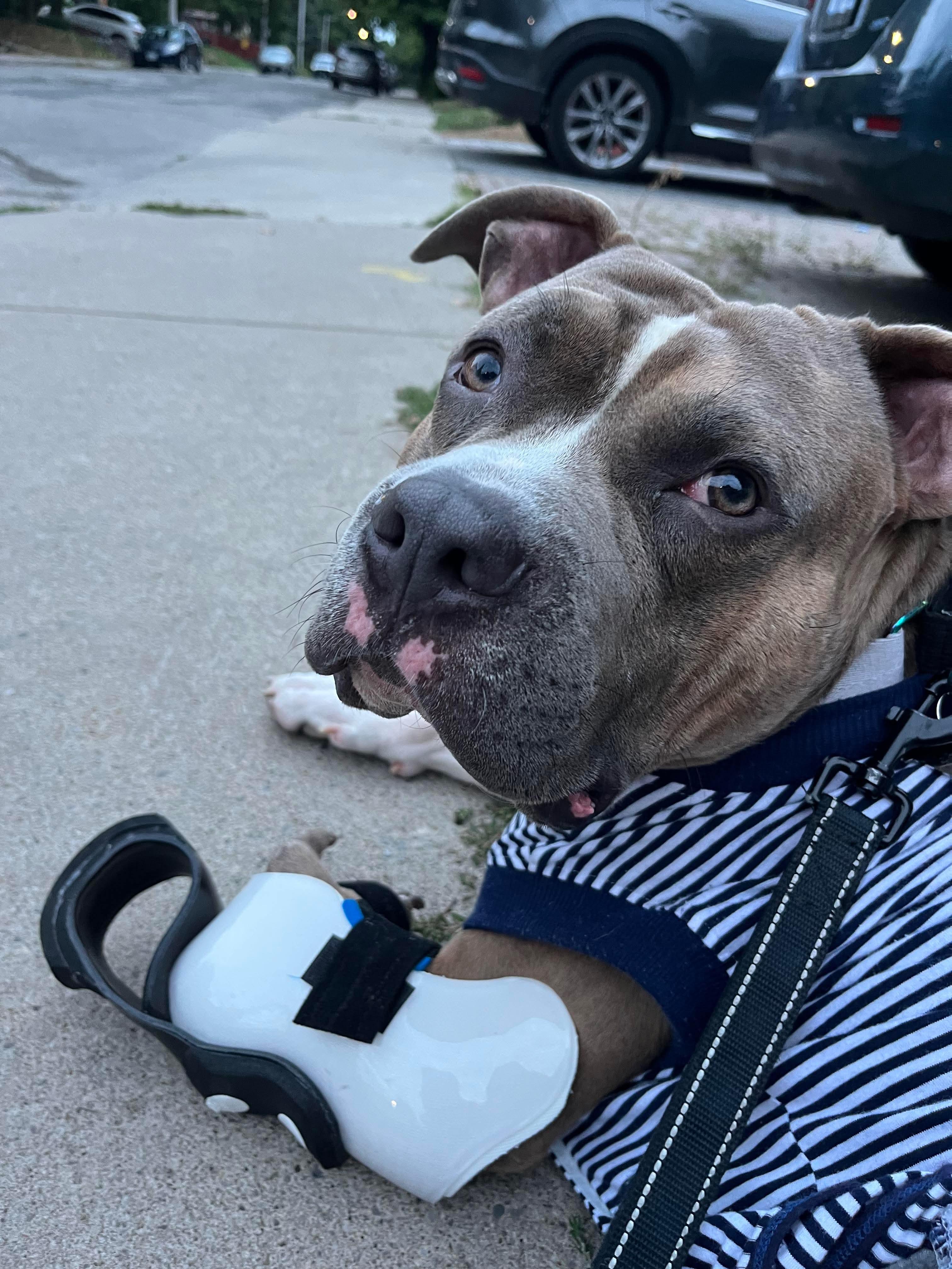 Ozzie, Adoptable, Adult Male American Bulldog.