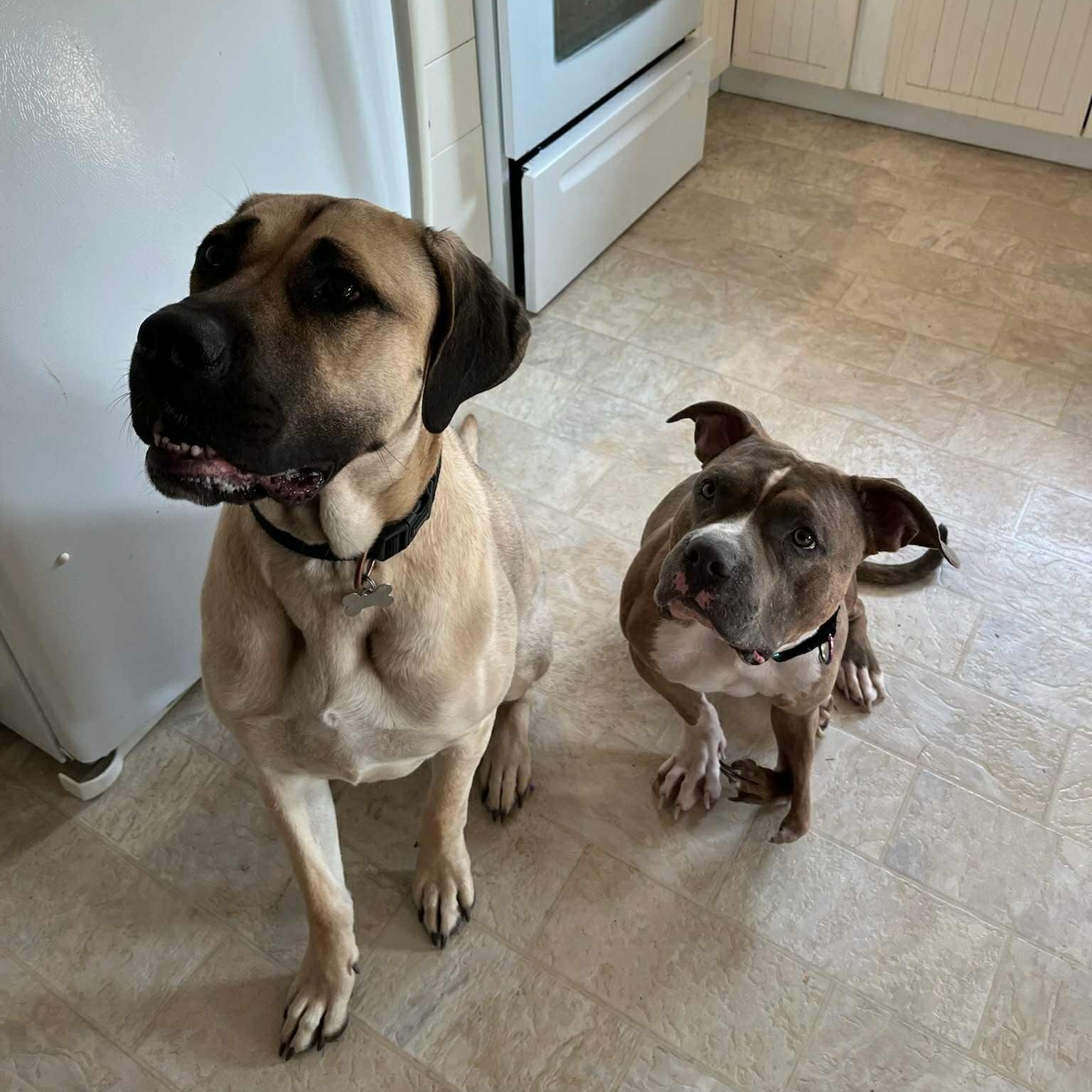 Ozzie, a Adoptable mixed breed in Toronto, ON image 2/6