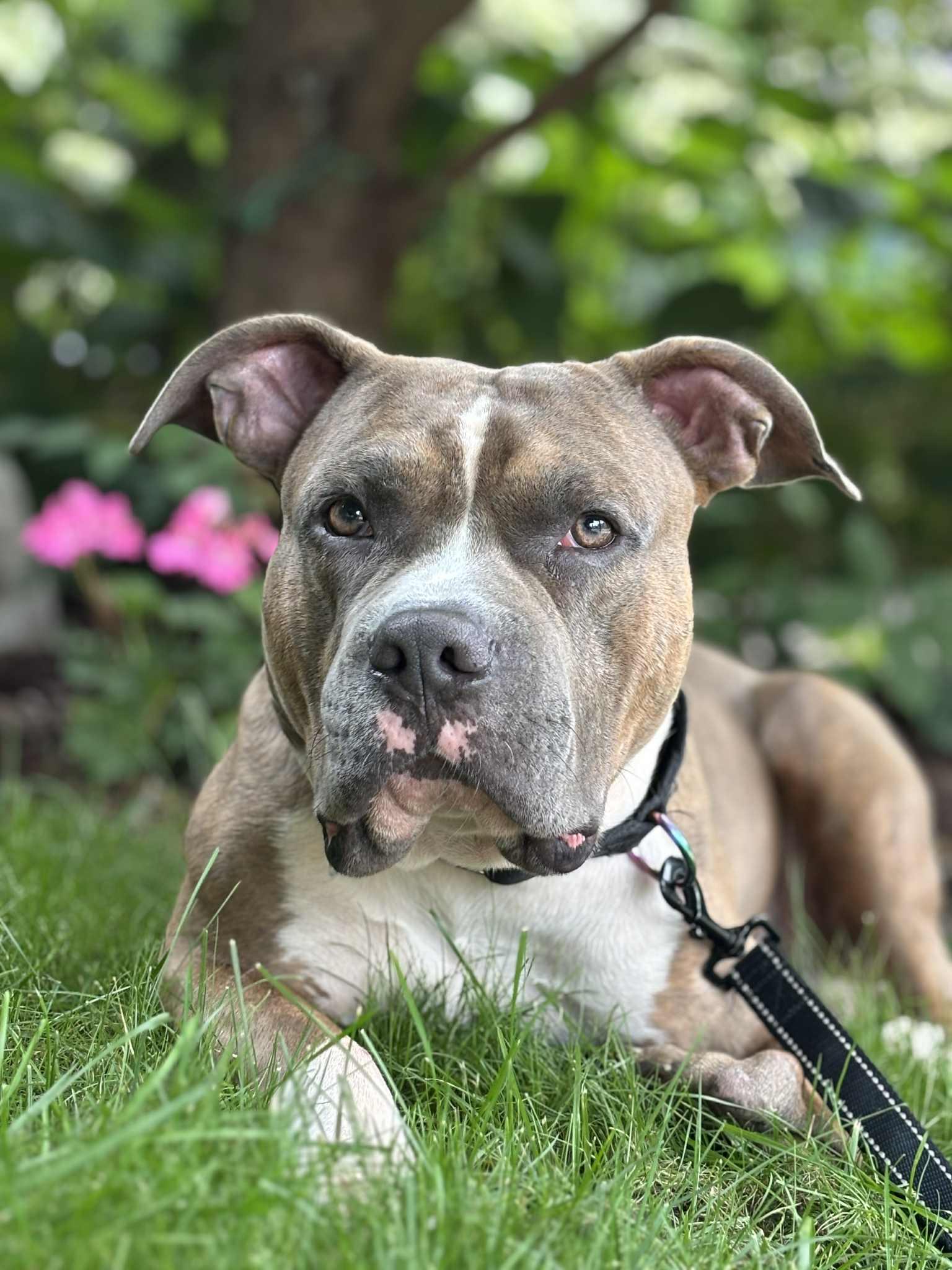 Ozzie, a Adoptable mixed breed in Toronto, ON image 3/6