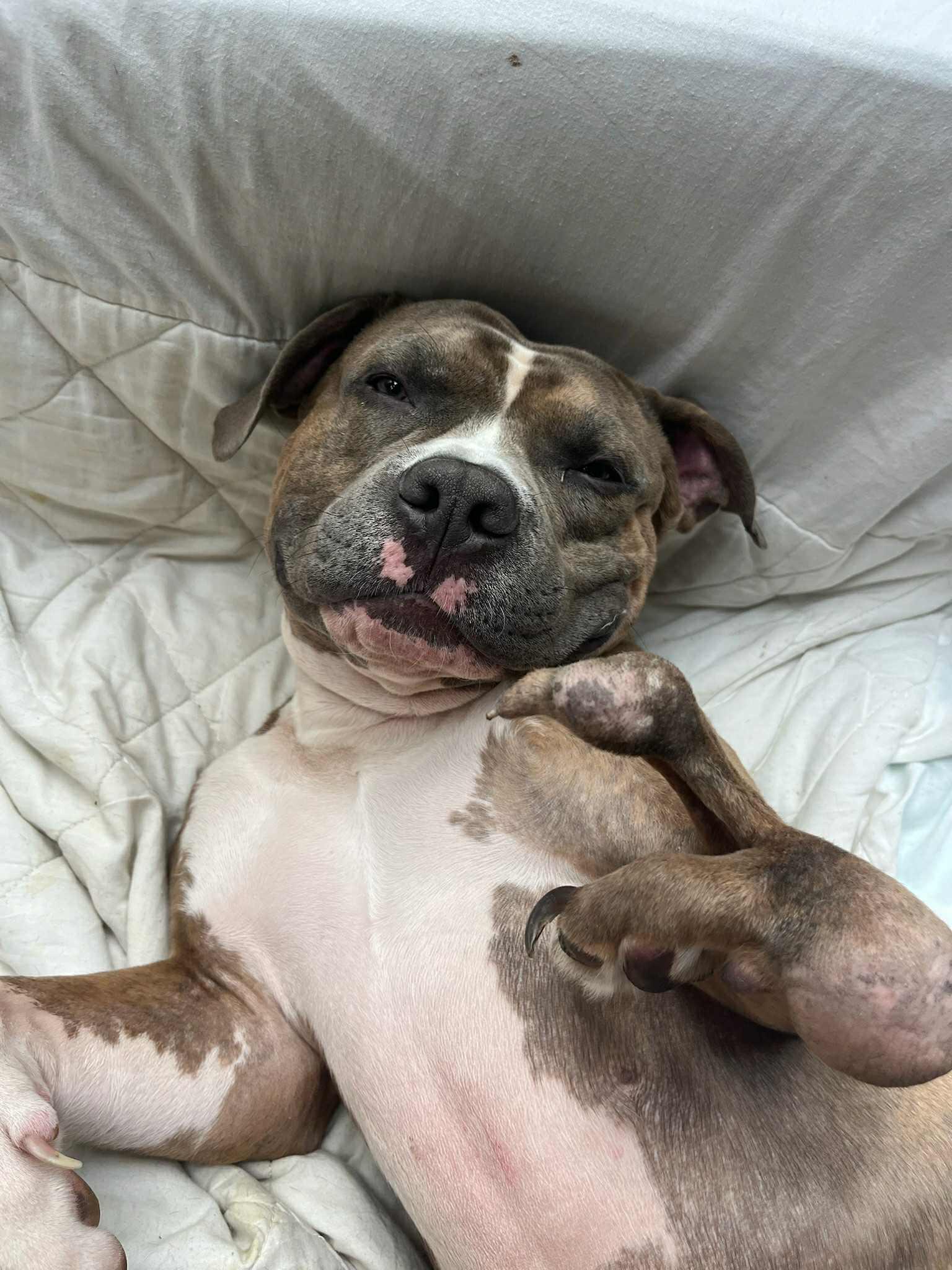 Ozzie, a Adoptable mixed breed in Toronto, ON image 4/6