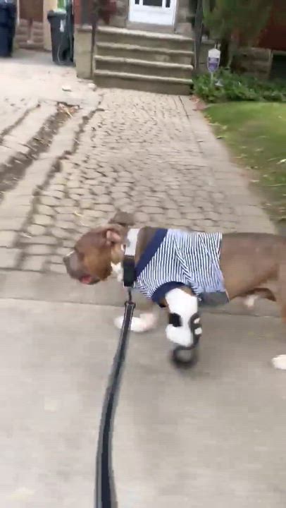 Enlarge Ozzie, a Adoptable mixed breed in Toronto, ON video 5/6