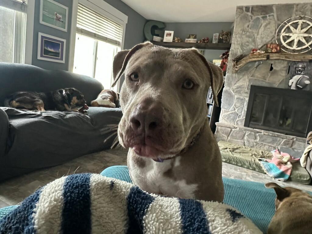 Enlarge Trixie & Cici - Courtesy Listing see info, a ADOPTABLE mixed breed in Polson, MT image 2/4