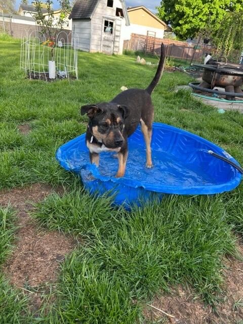 Enlarge Trixie & Cici - Courtesy Listing see info, a ADOPTABLE mixed breed in Polson, MT image 3/4