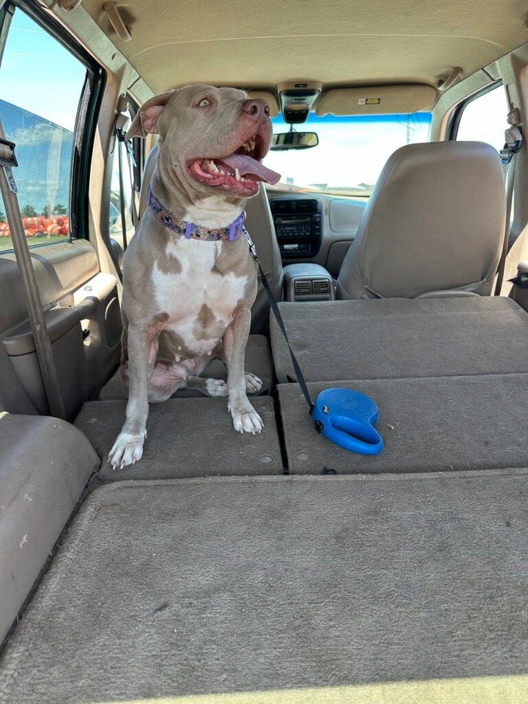 Enlarge Trixie & Cici - Courtesy Listing see info, a ADOPTABLE mixed breed in Polson, MT image 4/4