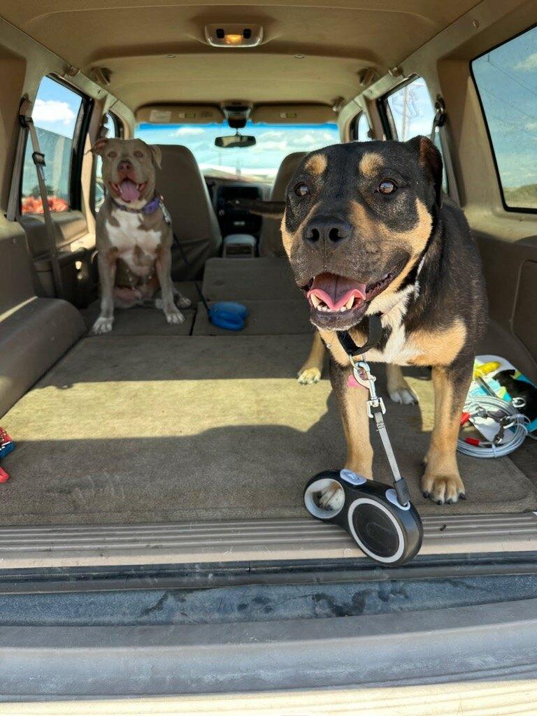 Enlarge Trixie & Cici - Courtesy Listing see info, a ADOPTABLE mixed breed in Polson, MT image 1/4