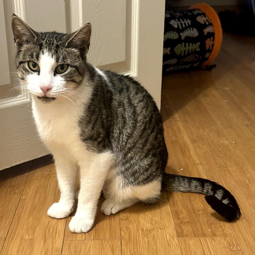 Enlarge Big Bad Mama, a Adoptable Domestic Short Hair in Wind Gap, PA image 1/5