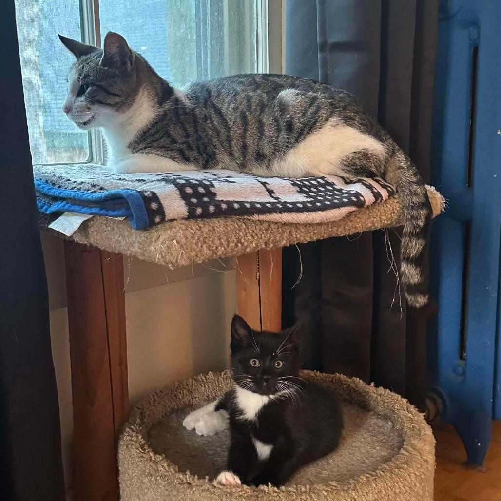 Enlarge Big Bad Mama, a Adoptable Domestic Short Hair in Wind Gap, PA image 3/5