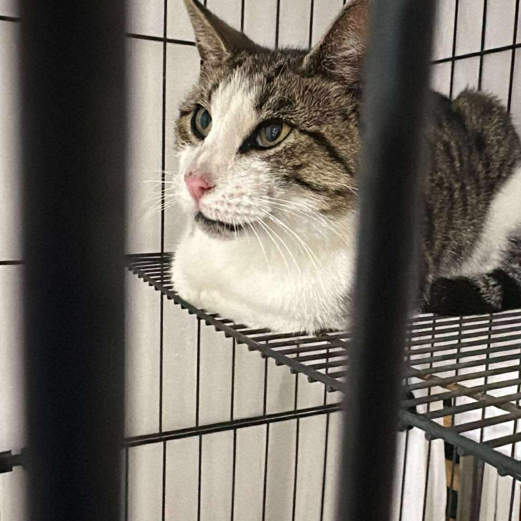 Enlarge Big Bad Mama, a Adoptable Domestic Short Hair in Wind Gap, PA image 4/5