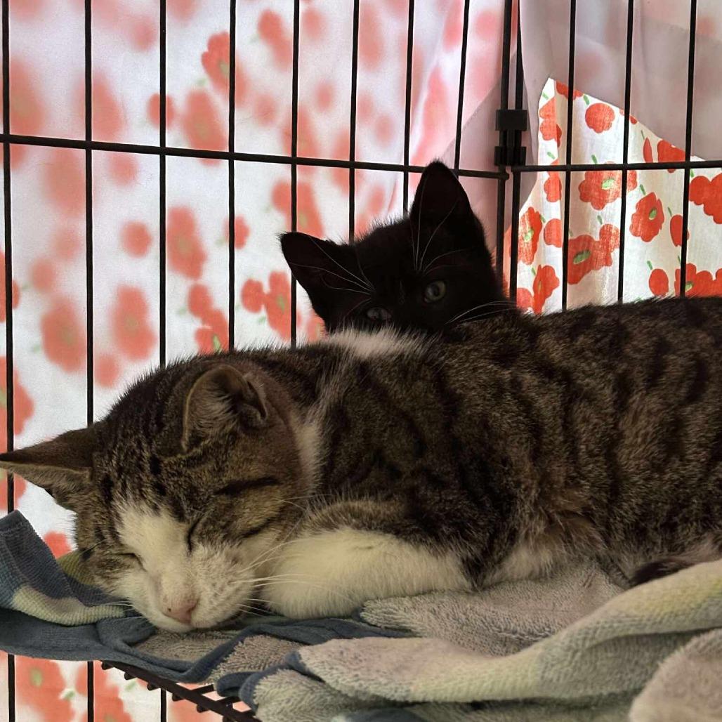 Enlarge Big Bad Mama, a Adoptable Domestic Short Hair in Wind Gap, PA image 5/5