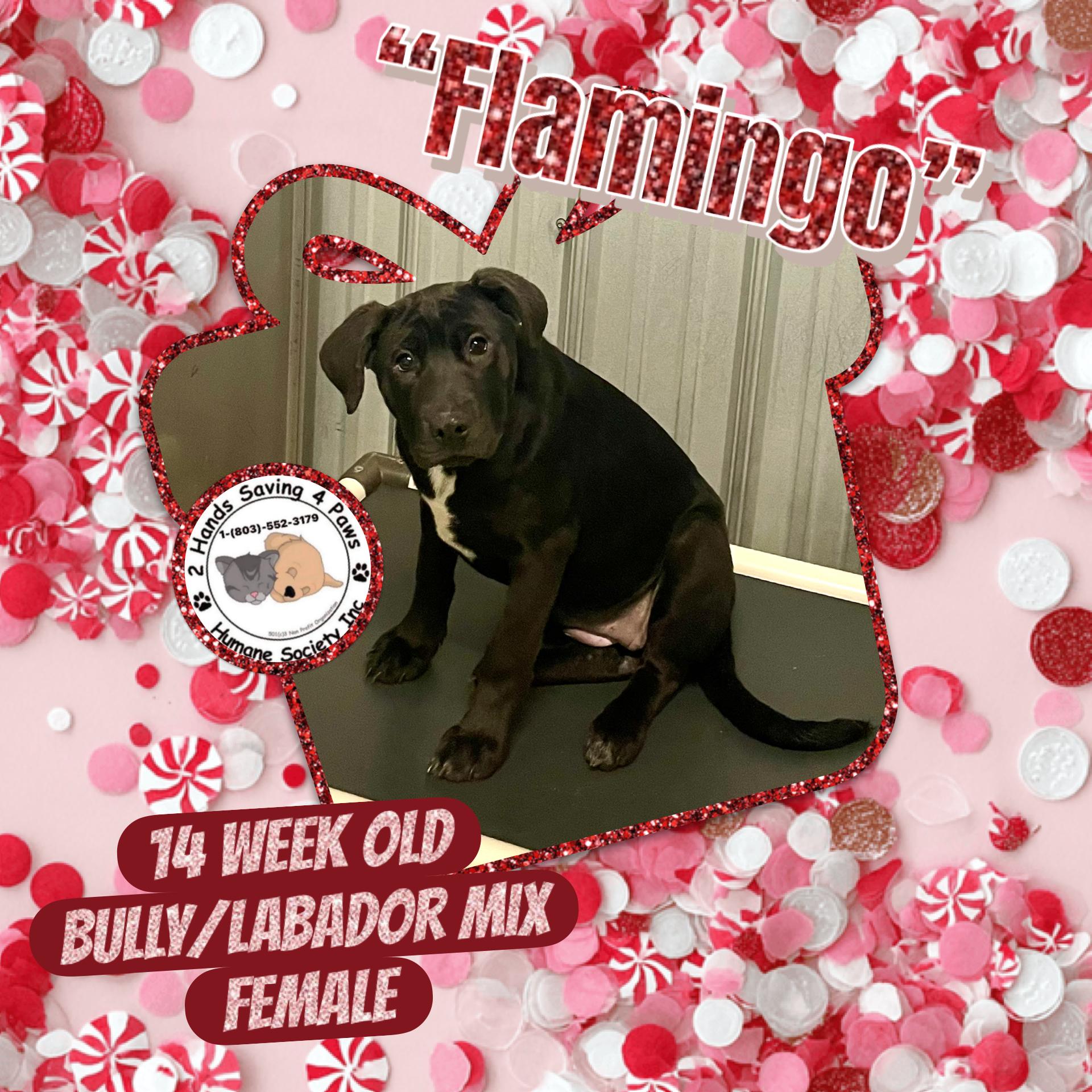 Flamingo , ADOPTABLE, Puppy Female American Bully & Labrador Retriever.