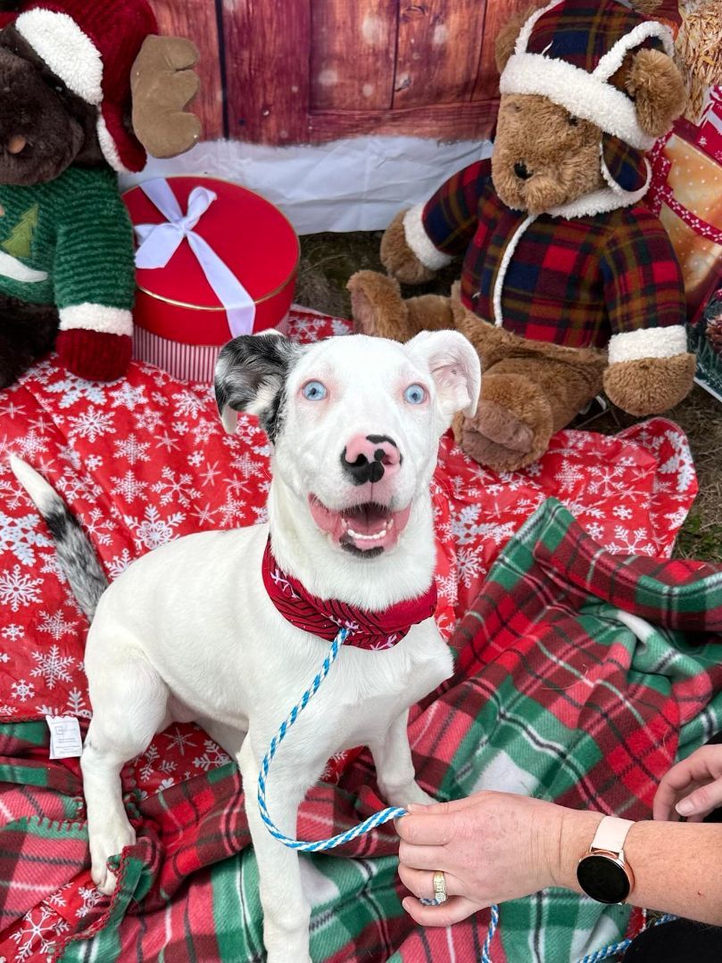 Pebbles, a Adopted Catahoula Leopard Dog in Sweetwater, TN image 1/2