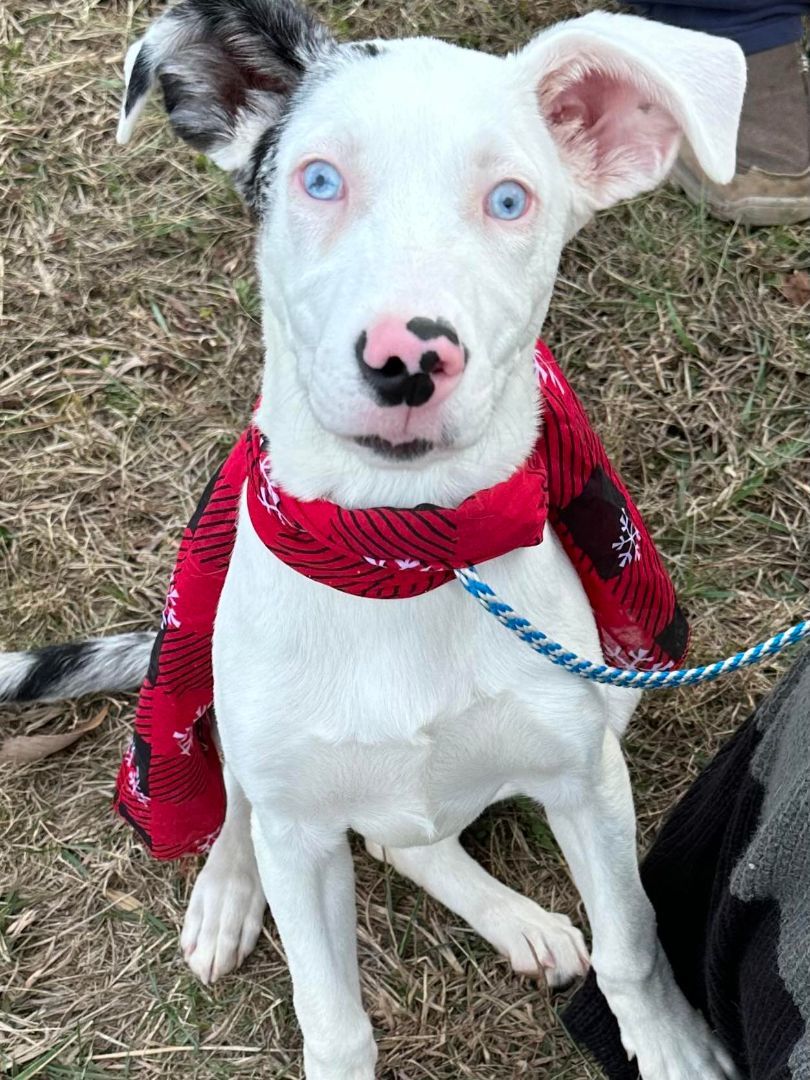 Pebbles, a Adopted Catahoula Leopard Dog in Sweetwater, TN image 2/2