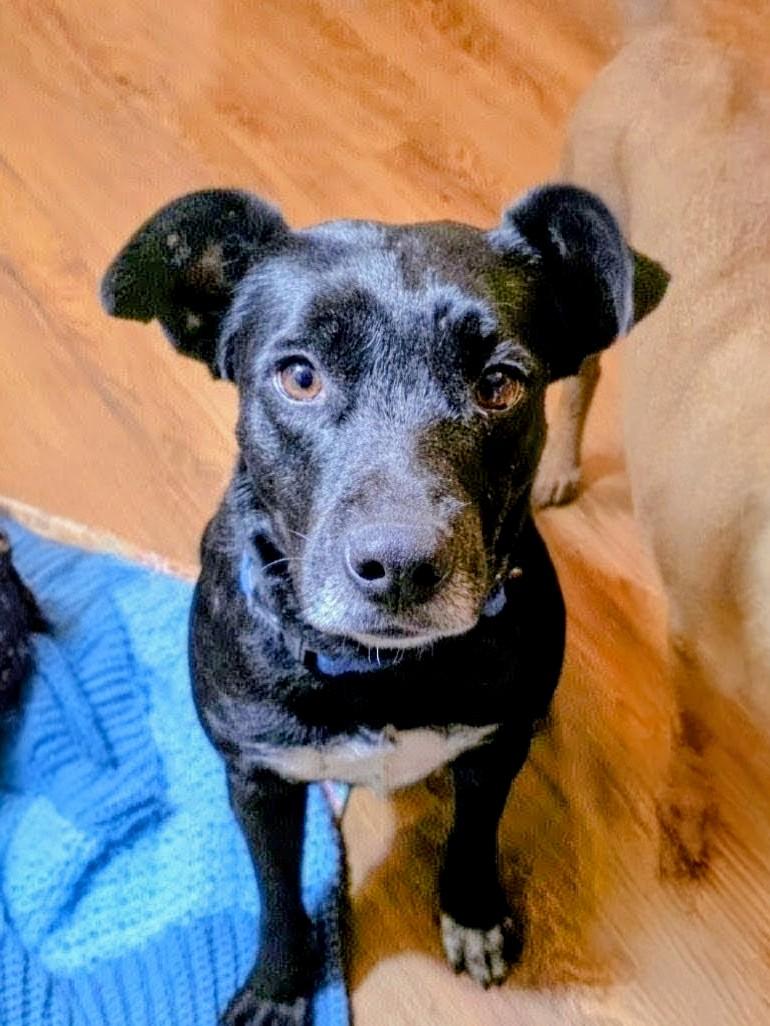 Enlarge Juliet - Foster Needed in Northeast!, a Adoptable mixed breed in Willington, CT image 4/6