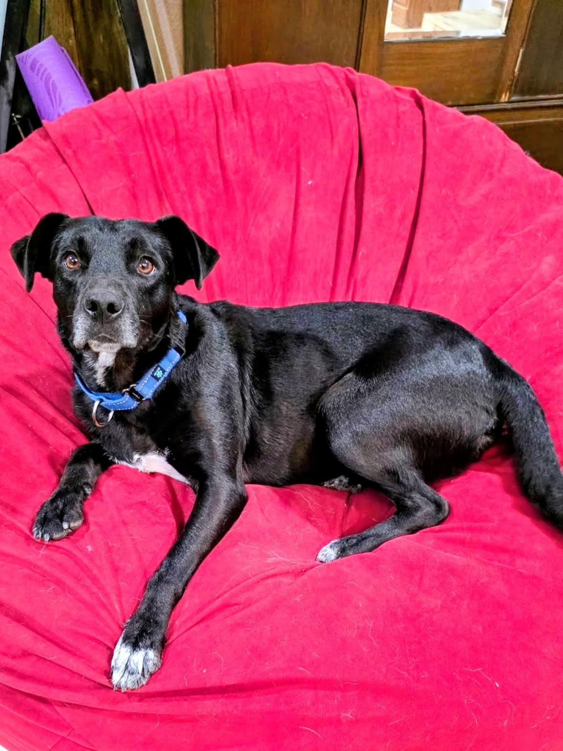 Juliet - Foster Needed in Northeast!, a Adoptable mixed breed in Willington, CT image 3/6