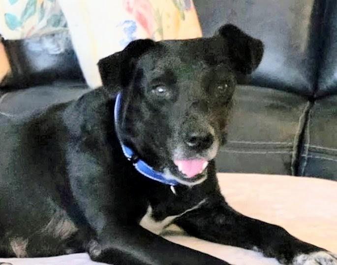 Juliet - Foster Needed in the Northeast, a Adoptable mixed breed in Willington, CT image 2/6