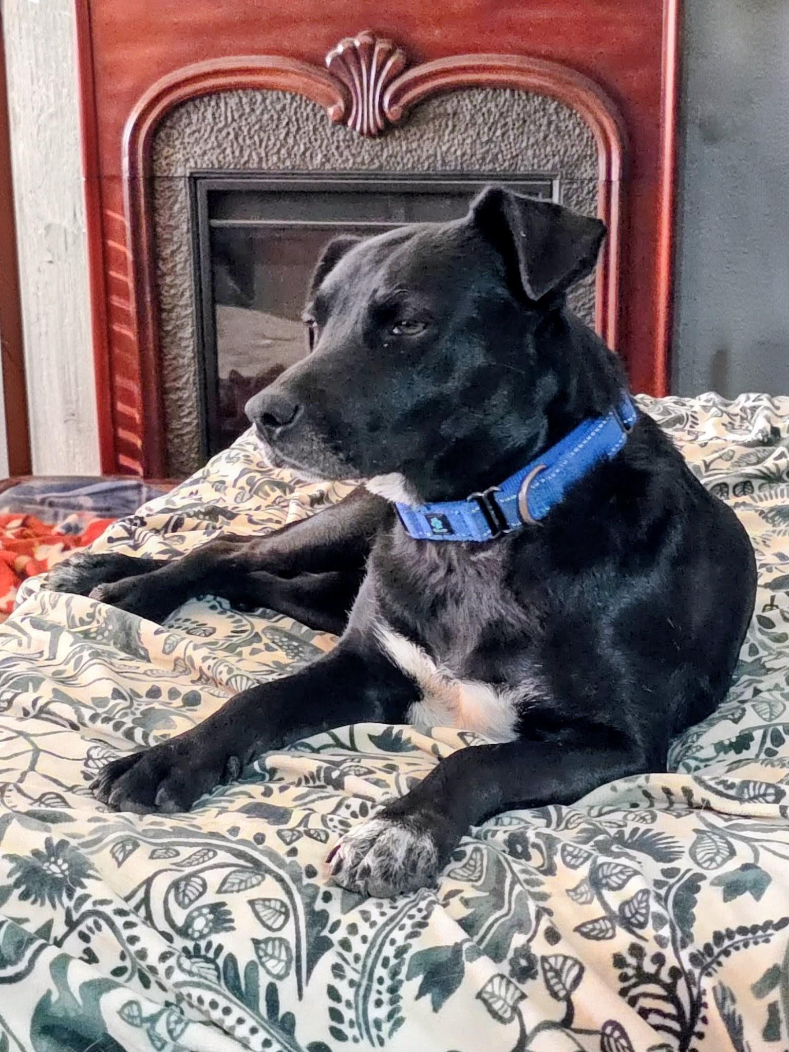 Enlarge Juliet , an adoption pending mixed breed in Willington, CT image 6/6