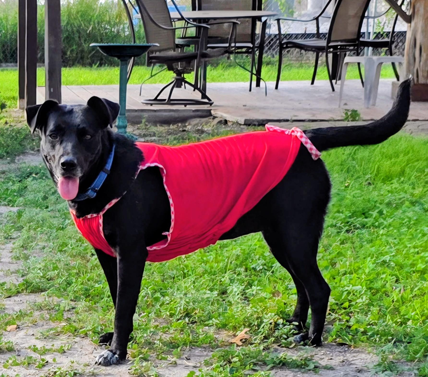 Juliet - Foster Needed in Northeast!, Adoptable, Young Female Black Labrador Retriever.
