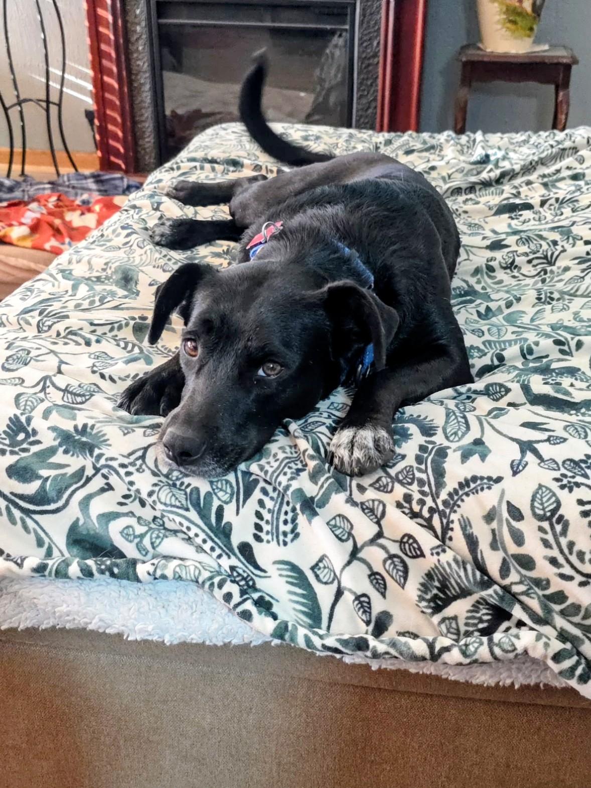 Enlarge Juliet , an adoption pending mixed breed in Willington, CT image 2/6