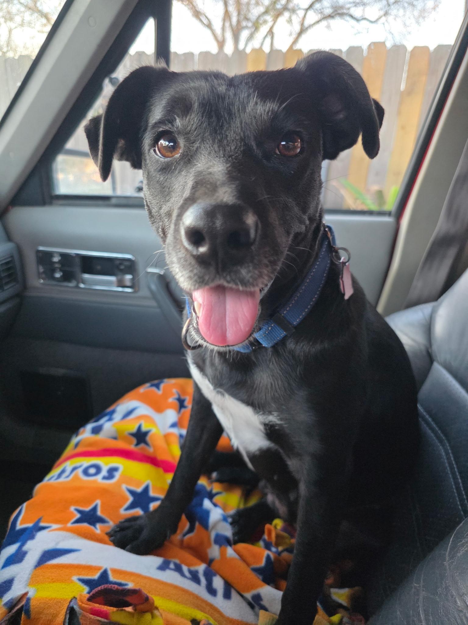 Enlarge Juliet , an adoption pending mixed breed in Willington, CT image 3/6