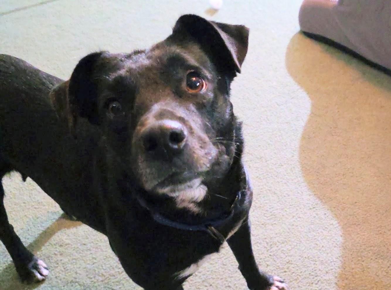 Juliet - Foster Needed in the Northeast