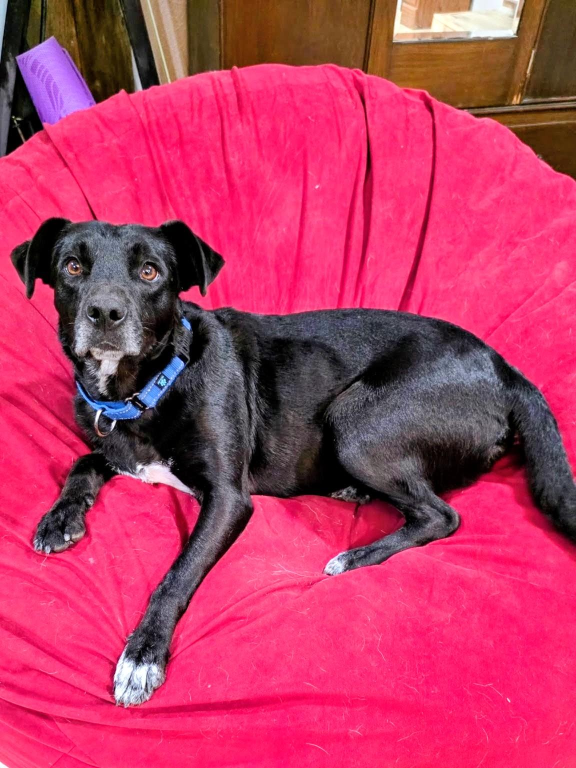 Enlarge Juliet - Foster Needed in Northeast!, a Adoptable mixed breed in Willington, CT image 2/6