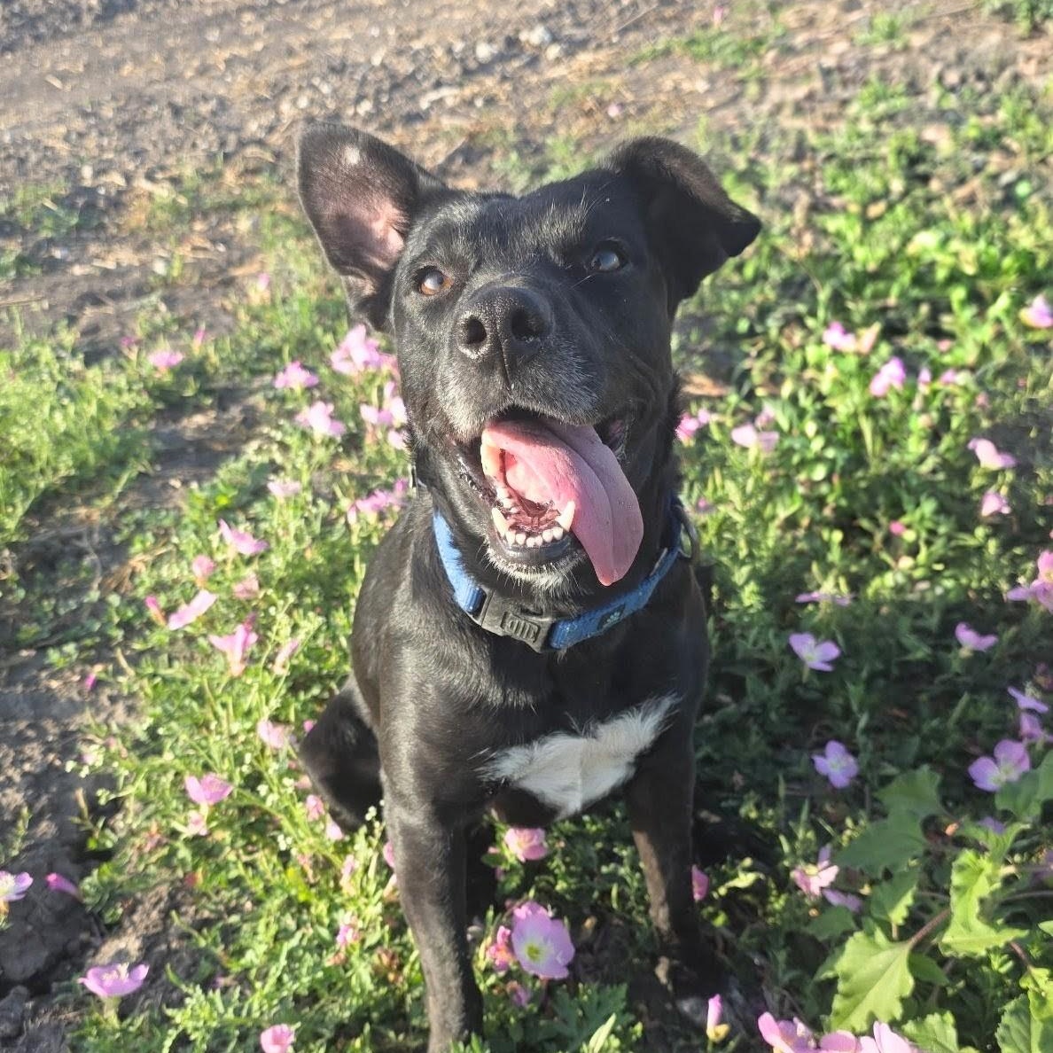 Juliet - Foster Needed in Northeast!, Adoptable, Young Female Black Labrador Retriever.