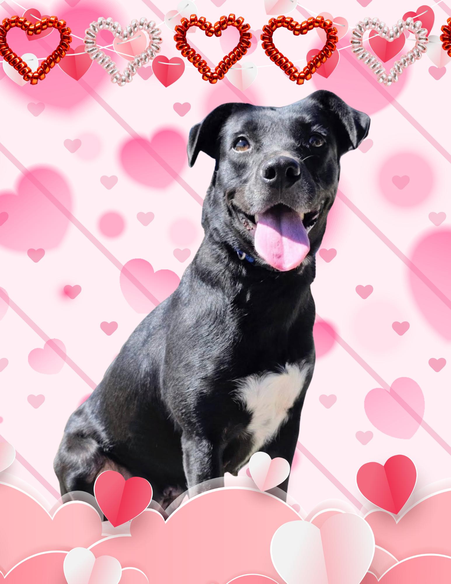 Juliet - Foster Needed in Northeast!, Adoptable, Young Female Black Labrador Retriever.