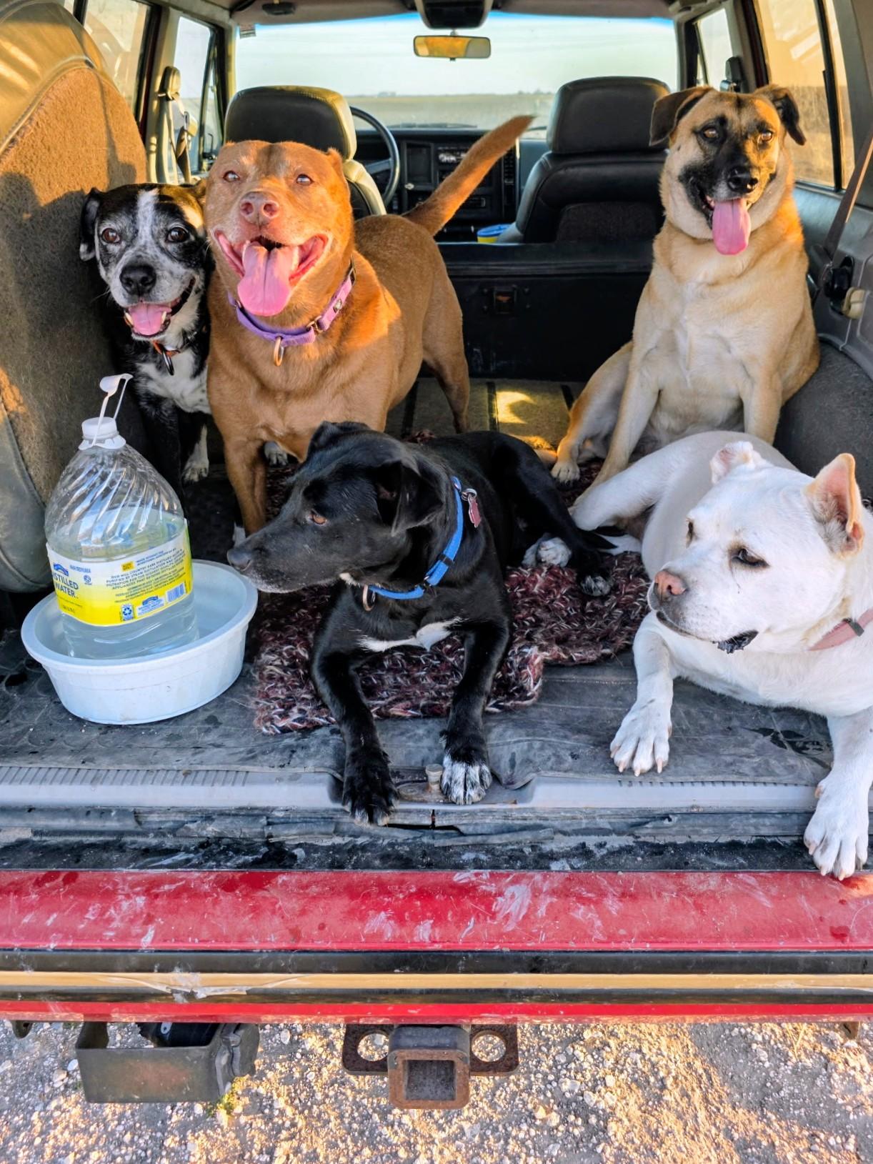 Juliet - Foster Needed in Northeast!, a Adoptable mixed breed in Willington, CT image 5/6