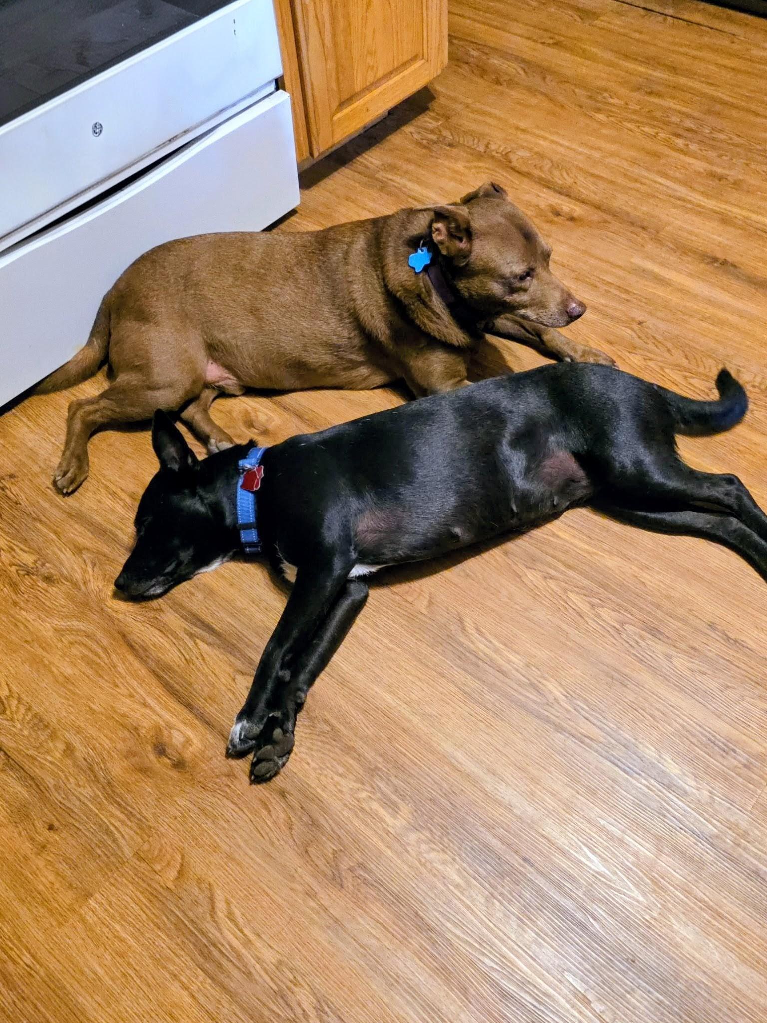 Juliet - Foster Needed in Northeast!, a Adoptable mixed breed in Willington, CT image 4/6