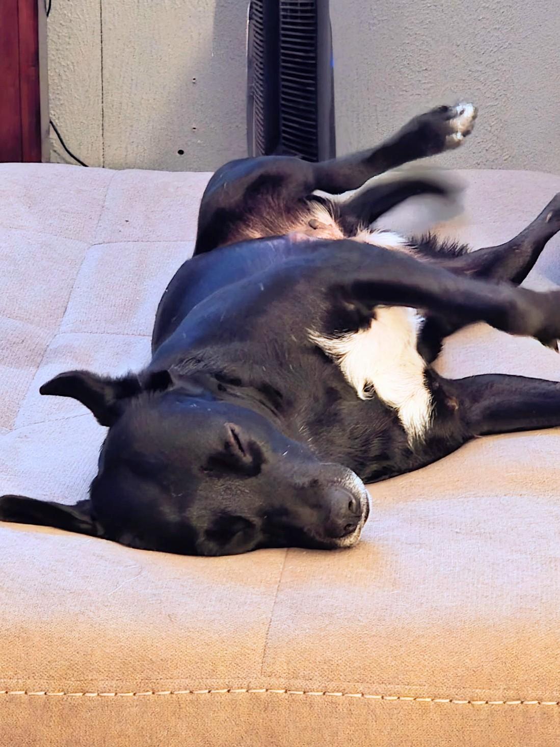 Juliet - Foster Needed in the Northeast, a Adoptable mixed breed in Willington, CT image 3/6