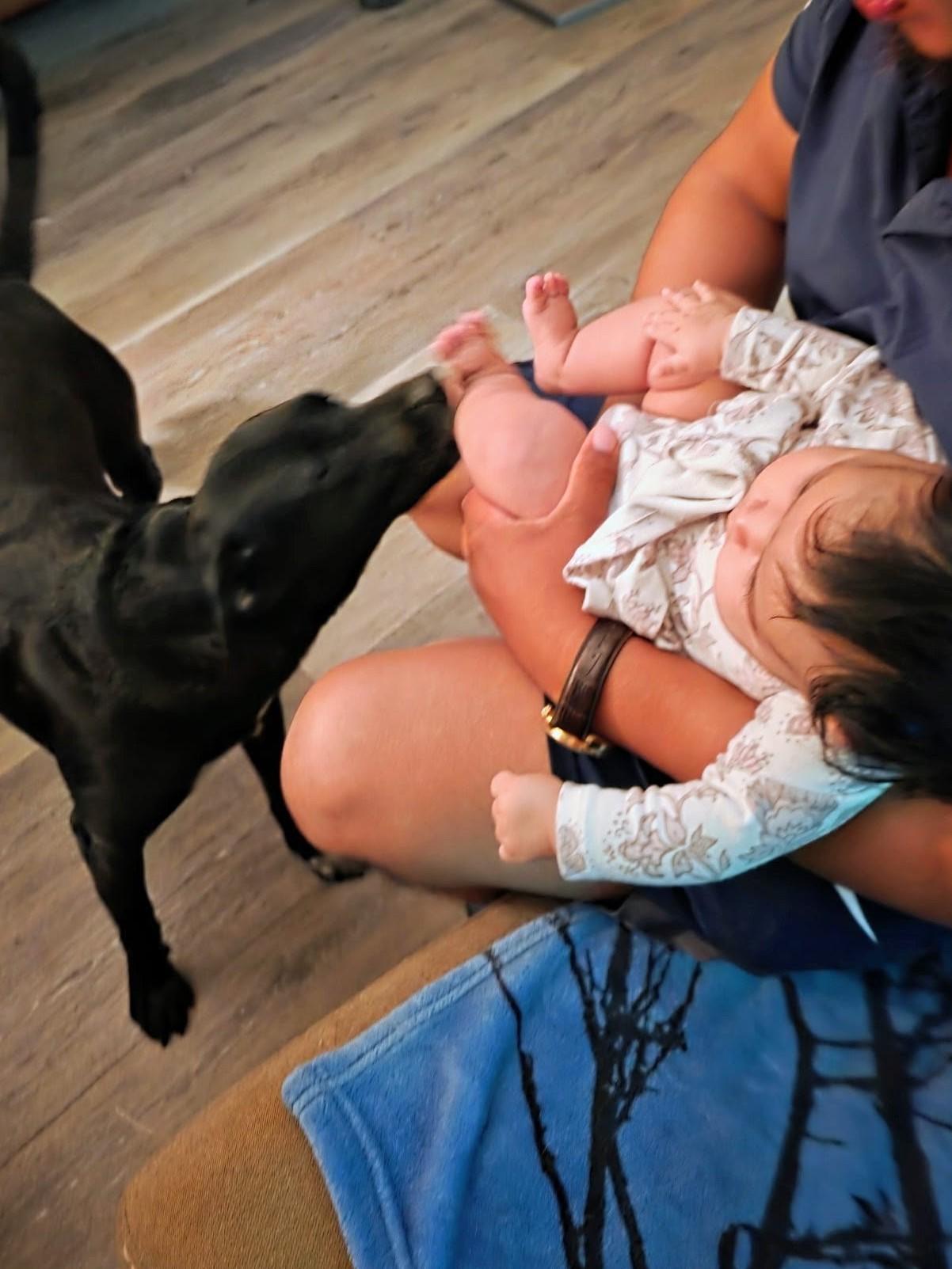 Juliet - Foster Needed in the Northeast, a Adoptable mixed breed in Willington, CT image 4/6