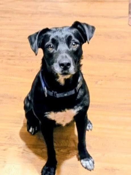 Juliet - Foster Needed in Northeast!, Adoptable, Young Female Black Labrador Retriever.