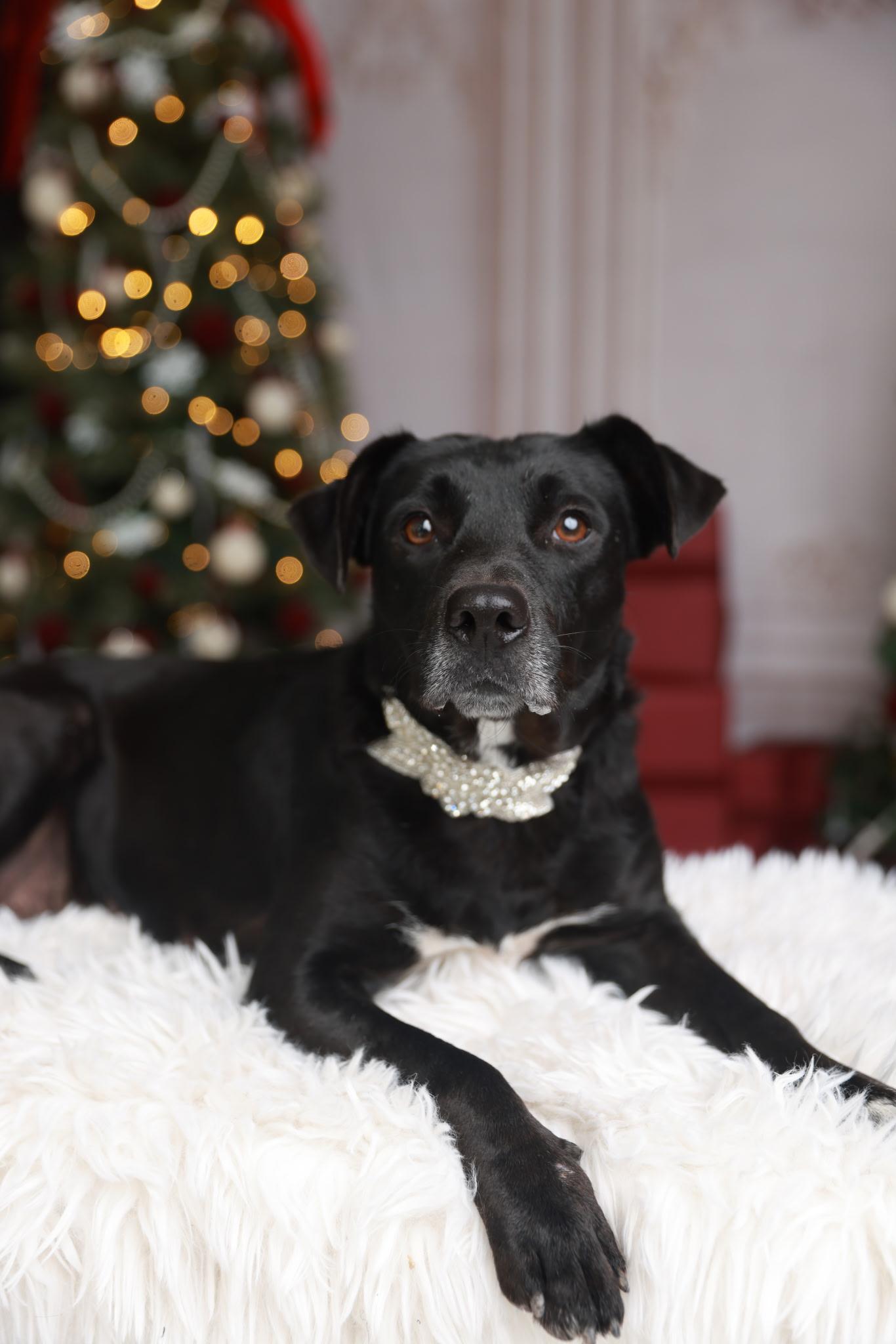 Enlarge Juliet - Foster Needed in Northeast!, a Adoptable mixed breed in Willington, CT image 3/6